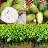 Live Guanabana Soursop Plant, 5-7 Inch Tropical Fruit Tree For Home Garden