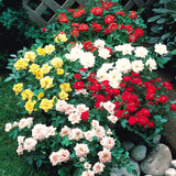 2 Fragrant Live Rose Bush Plants, Mixed Well-Rooted Starters, 7-10 In Tall
