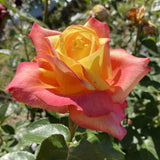 Live Peace Rose Bush, 5-10 Inch Starter Plant For Indoor Or Outdoor Use