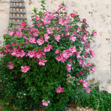 Live Pink Rose Of Sharon Shrub, 6-14 Inch Althea Plant For Garden Areas