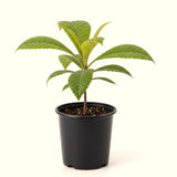 Live Loquat Tree Seedling, 5-9 Inches Tall In 4 Inch Pot, Cold Hardy Plant