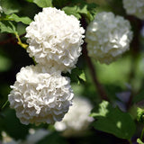 White Flowering Viburnum Live Shrub, 8-10 Inch Potted Snowball Bush Plant