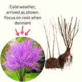 4 Live Eastern Redbud Trees, 6-12 Inch Hardy Flowering Landscape Trees