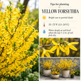 Live Forsythia Plant, Yellow Spring Blooms, 6-10 Inches, 4-Inch Pot Shrub