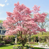 Live Pink Dogwood Tree In Quart Pot, 8-10 Inches Tall, For Outdoor Planting
