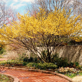 10 Live Yellow Witch Hazel Shrubs, Bare Root Plants For Outdoor Landscapes