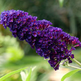 2 Dark Purple Butterfly Bush Plants, Perennial Shrubs, 4-7 Inches Tall