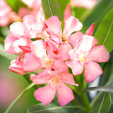 2 Hardy Pink Oleander Live Plants, Well-Rooted Shrubs, 4-6 Inches Tall