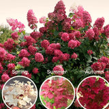 Oakleaf Hydrangea In Quart Pot, 6-12 Inch Live Plant, Pink To White Color