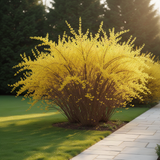 Live Forsythia Shrub For Pots, Lynwood Gold Golden Bells, 6-14 Inches Tall