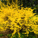 2 Live Forsythia Shrubs, 6-10 Inches Tall, Yellow Flowers, 4-Inch Pots