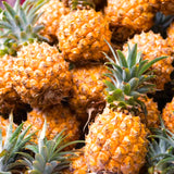 Live Sugarloaf Pineapple Plant, 5-8 Inch Fruit Seedling For Outdoor Gardens
