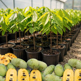 Live Pawpaw Tree Plant, 6-12 Inches Tall, Quart Pot, 1 Year Old Paw Paw