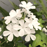 3 White Plumbago Starter Plants, Live 4-7 Inch Flowering Shrubs For Pots