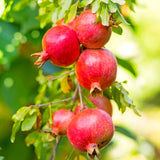 Live Pomegranate Fruit Tree Plant, Wonderful Variety, 5-10 Inches Tall