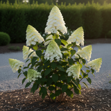 2 Lime Hydrangea Live Bushes, Bare Root Plants For Gardens, 1-2 Ft Tall