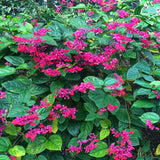 4 Clerodendrum Live Flower Vines, Red Purple Blooms, 5-10 Inches Tall.