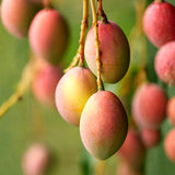 Live Mango Fruit Tree In Gallon Pot, Outdoor Plant For Warm Climate Gardens