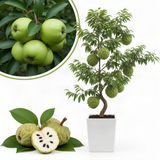 Live Sugar Apple Fruit Tree, Annona Squamosa, 2-3 Ft Tall In Gallon Pot