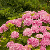 Live Hydrangea Shrub, Pink To Blue-Purple Blooms, 5-9 Inches Tall Plant