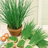 3 Heirloom Leek Chives Herb Plants, Live Chives Measuring 4 Inches Tall