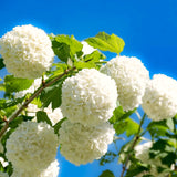 Live Old Snowball Viburnum Shrub, White Blooms, 6-10 Inches, 4 Inch Pot
