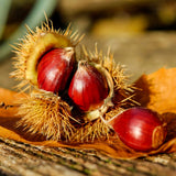 Outdoor Live Chestnut Tree, Cold Hardy Nut Seedling, 6-12 Inch, Quart Pot