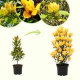 2 Yellow Magnolia Shrubs, Flowering Plants In 2.5-Inch Pots, 6-12 In Tall
