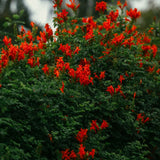 2 Live Red Honeysuckle Plants, 8-12 Inch Flowering Vines For Planting Tall