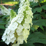 2 Live White Oakleaf Hydrangea Plants, Flowering Perennial, 4 Inch Pot
