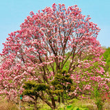 2 Live Jane Magnolia Flower Trees, 6-12 Inches Tall, 2.5-Inch Pot Size