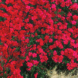 Creeping Phlox Live Plant, Perennial Ground Cover Flower, 4-7 Inches Tall