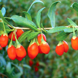Goji Berry Live Fruit Plant, Half Gallon Pot, 8-12 Inches Tall, Outdoor
