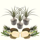 2 Live White Jade Pineapple Plants, 4-6 Inches, Tropical Indoor Outdoor