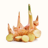 6 Live Ginger Plants, 4-7 Inch Tall Tropical Starters For Garden Planting