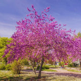 Live Eastern Redbud Flowering Tree, Cold Hardy Plant, 6-14 Inches Tall