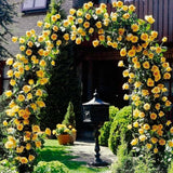 Live Yellow Rose Plant, Well Rooted, Fragrant Blooms, 5 To 9 Inches Tall