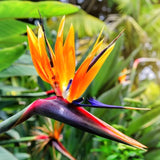 2 Strelitzia Reginae Live Plants, Orange Bird Of Paradise, 5-9 Inches Tall