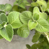 3 Cuban Oregano Live Plants, Green Culinary Herb For Gardens, 4-7 Inches