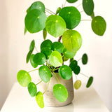 Live Money Plant, 4-6 Inch Pilea Peperomioides Indoor Houseplant D��cor