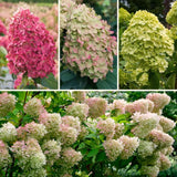Light Lime Hydrangea Tree, Live Flowering Shrub Plant, 6-12 Inches Tall