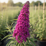 2 Raspberry Buddleia Shrubs, 4-7'' Tall Perennial Butterfly Bush Plants