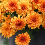 3 Orange Mum Live Plants, 5-7 Inch Starters For Spring Garden Border Flower