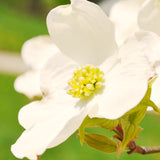 Live White Flowering Dogwood Tree, 10-16 Inches Tall In Quart Nursery Pot