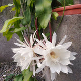 Live White Night-Blooming Orchid Cactus, 4-5 Inch Tall Plant In 4 Inch Pot