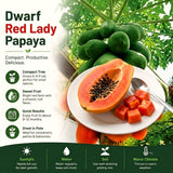 Tropical Fruit Tree, Dwarf Red Sweet Papaya Live Plant, Half-Gallon Pot