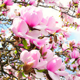 2 Live Saucer Magnolia Flowering Trees, 6-12 Inches Tall, 2.5-Inch Pots