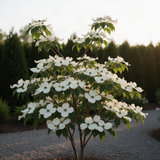 Live Kousa Dogwood Tree, 2.5 Inch Pot, Spring-Flowering Landscape Plant