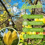 2 Yellow Magnolia Shrubs, Flowering Plants In 2.5-Inch Pots, 6-12 In Tall