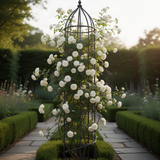 Live White Climbing Rose Plant, Flowering Bush For Indoor Or Outdoor Use
